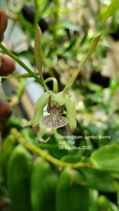 <i>Dendrobium</i> Jumbo Bunny
