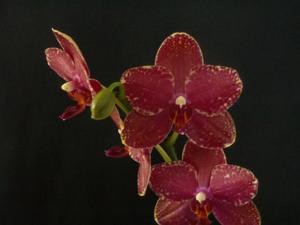 <i>Phalaenopsis</i> Precious Buddha