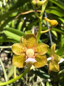 <i>Vanda</i> Henry Oakeley