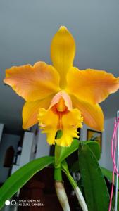 <i>Rhyncholaeliocattleya</i> Eva's Sol Menguante