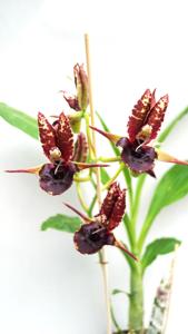 Catasetum Elizabeth Wills