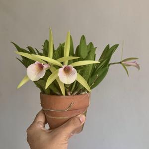 Brassocattleya Chariya