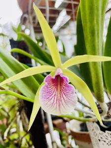 Brassocattleya Chariya