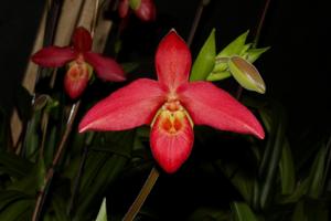 Phragmipedium Asendorf Coral Fire