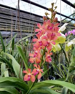 Waironara Tango Fire