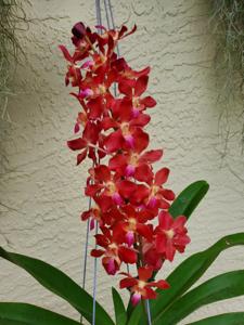 Waironara Tango Fire