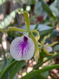 Vaughnara Jairak Kiss