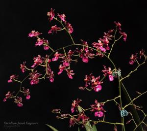 Oncidium Jairak Fragrance