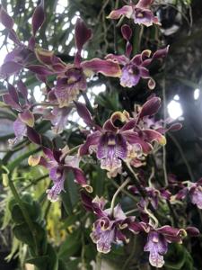 Dendrobium APEC PNG 2018