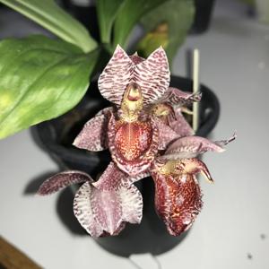 Catasetum Tupã