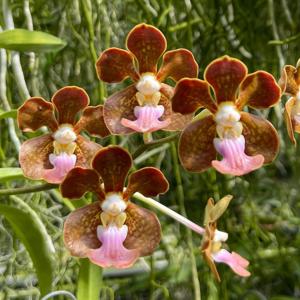 <i>Vanda</i> Peter Swenson