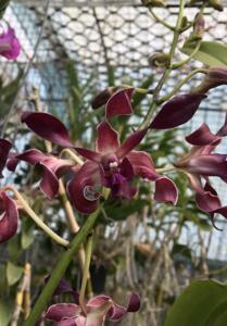 Dendrobium AR Blue Twister