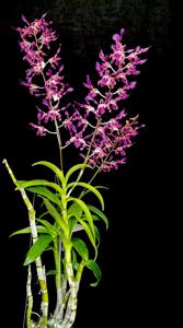 Dendrobium AR Blue Twister