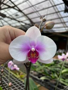 <i>Phalaenopsis</i> OX Geisha