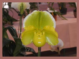 Paphiopedilum Hung Sheng Olive
