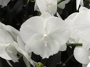 Phalaenopsis Charming Crystal Water