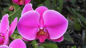 <i>Phalaenopsis</i> Chiu Jih Red Cherry