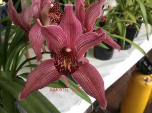 Cymbidium Immortal