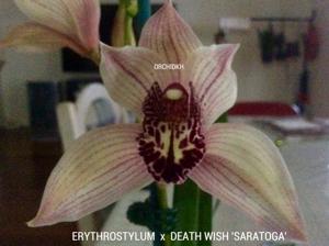 Cymbidium Immortal