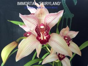 Cymbidium Immortal