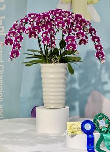 Phalaenopsis Hwa Yuan Five Star