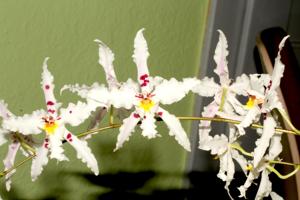 <i>Oncidium</i> Lieva