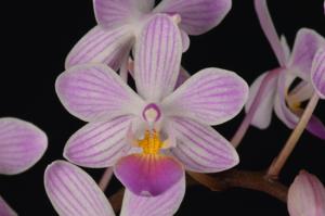 <i>Phalaenopsis</i> Fate Smiled