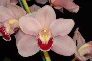 Cymbidium Hazel's Dragon