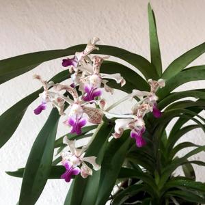 Vanda St Catharine’s College, Cambridge