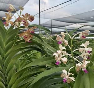 Vanda St Catharine’s College, Cambridge