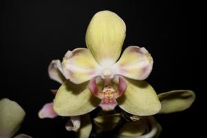 <i>Phalaenopsis</i> Charming Green Sugar Candy