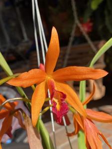 Cattlianthe Tangerine Treat