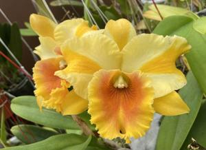 Rhyncholaeliocattleya Miss Thailand