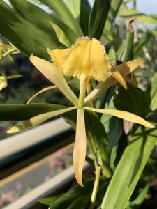 <i>Epidendrum</i> Karlo Javy’s Seraphim