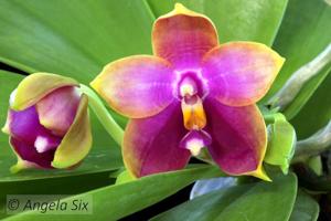 <i>Phalaenopsis</i> Zheng Min Pigment
