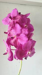 Vanda Jenny Lieow Mun Moy