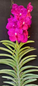 Vanda Jenny Lieow Mun Moy