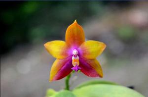 <i>Phalaenopsis</i> Abigail Hau