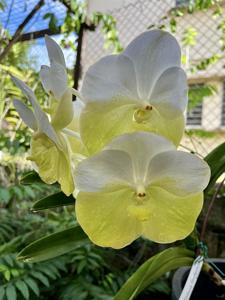 <i>Vanda</i> Orchard Rendevous