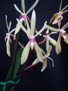 Renantanda Heiko Greffier