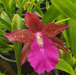 <i>Miltonia</i> Patrizia Catrini