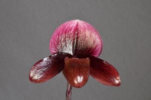 <i>Paphiopedilum</i> Worthy Fred