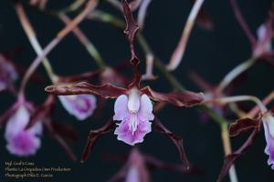 <i>Myrmecolaelia</i> Graf's Cima