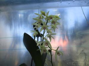 <i>Dendrobium</i> Hunter Sparkle
