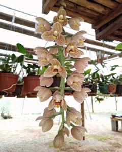 Acemannia Linear Spots