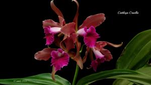 Cattleya Cruella