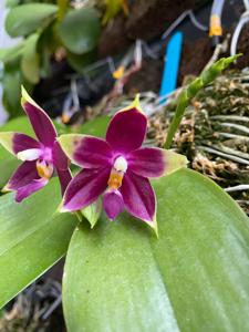 Phalaenopsis SBWR 25th Anniversary