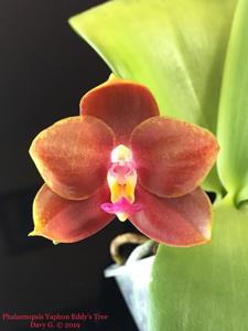 Phalaenopsis Yaphon Eddy's Tree