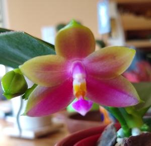 <i>Phalaenopsis</i> Trinity's Girl