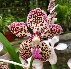 <i>Vanda</i> Blooms of Yuhua 2018